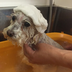 お風呂トイプー