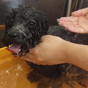 お風呂トイプー