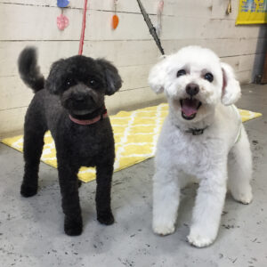 仕上がりトイプー