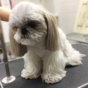 よろしくシーズー