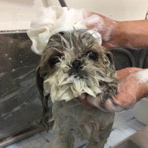 シャンプーシーズー