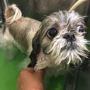 お風呂シーズー