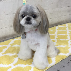 仕上がりシーズー