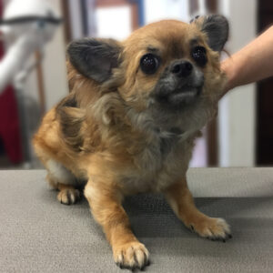 よろしくチワワ