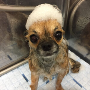 シャンプーチワワ