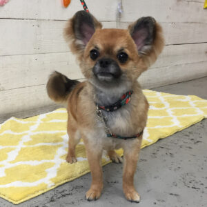 仕上がりチワワ