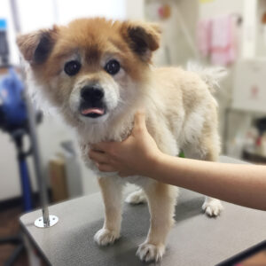 よろしくミックス