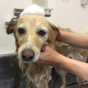 シャンプーミックス