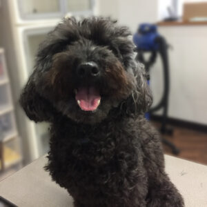 よろしくトイプー