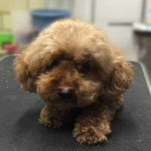 よろしくトイプー