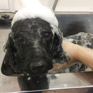 シャンプートイプー