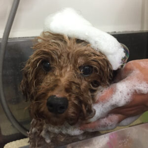 シャンプートイプー