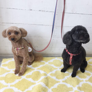 仕上がりトイプー