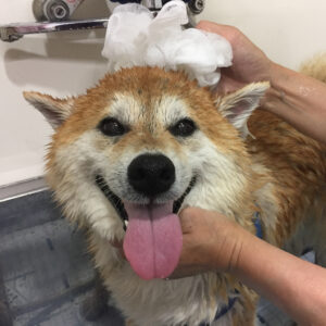 シャンプーしば