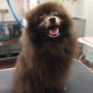 よろしくミックス