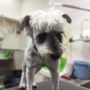 よろしくMシュナ