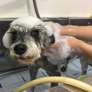 シャンプーMシュナ