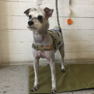 仕上がりMシュナ