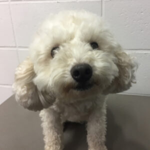 よろしくトイプー