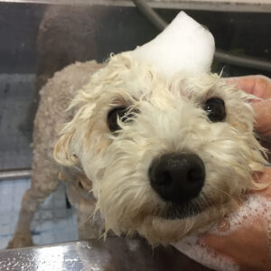 シャンプートイプー