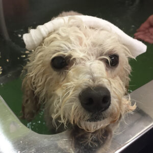 お風呂トイプー