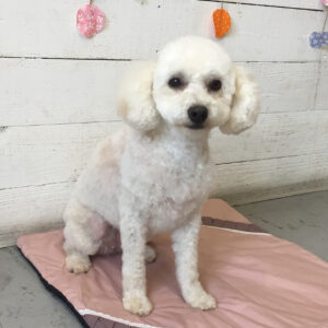 仕上がりトイプー