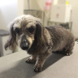 よろしくダックス