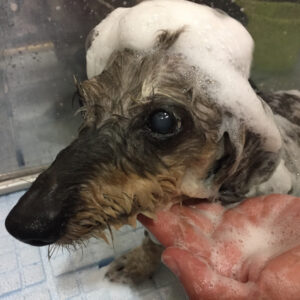 シャンプーダックス