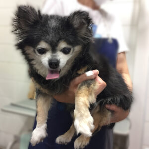 よろしくチワワ