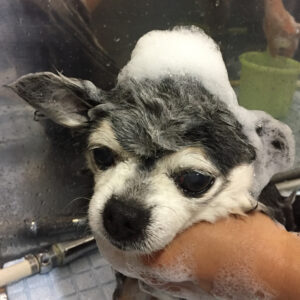 シャンプーチワワ