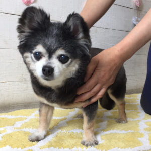 仕上がりチワワ