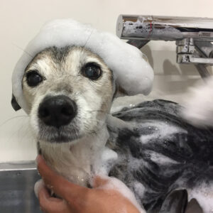 シャンプーミックス