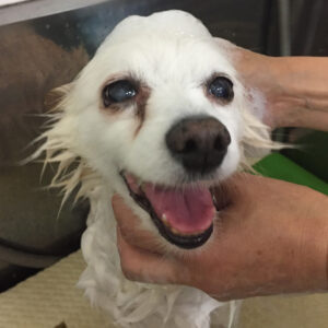 シャンプーミックス