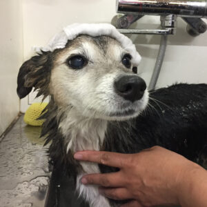 お風呂ミックス