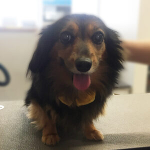 よろしくミックス