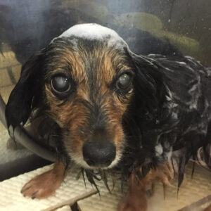 シャンプーミックス