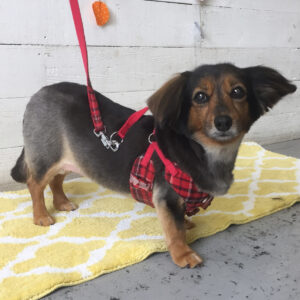 仕上がりミックス