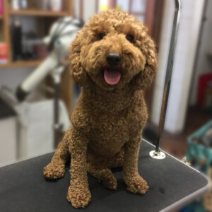 よろしくトイプー