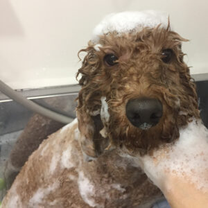 シャンプートイプー