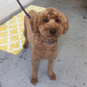 仕上がりトイプー