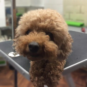 よろしくトイプー