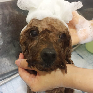 シャンプートイプー