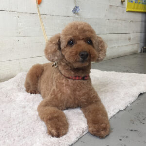 仕上がりトイプー