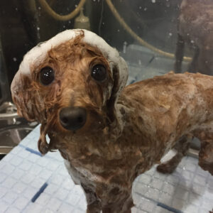 シャンプートイプー