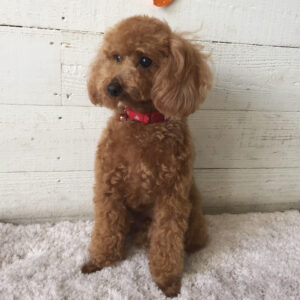 仕上がりトイプー