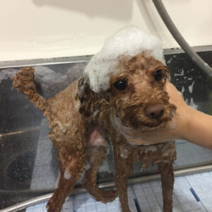 シャンプートイプー