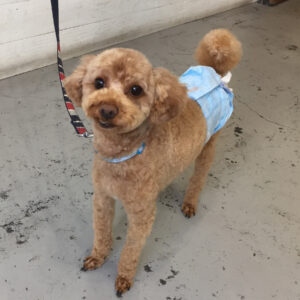 仕上がりトイプー