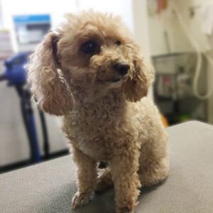 よろしくトイプー