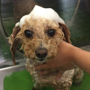 シャンプートイプー