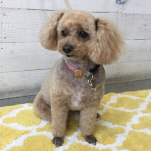 仕上がりトイプー